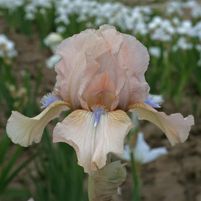 Easy To Grow Bearded Iris Collection - Image 5