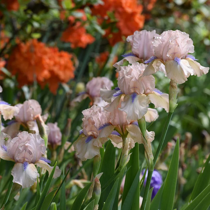 Concertina Reblooming Bearded Iris - Image 2
