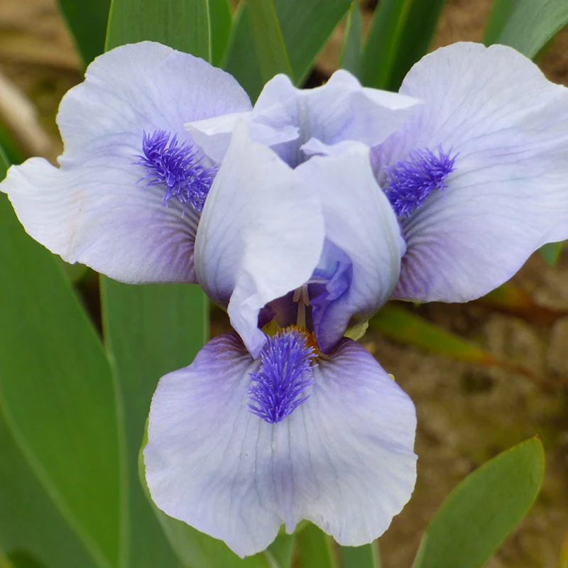 Repeat the Blues Reblooming Dwarf Bearded Iris - Image 2
