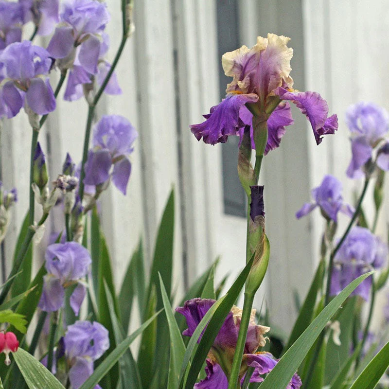 Mother Earth Reblooming Bearded Iris - Image 2