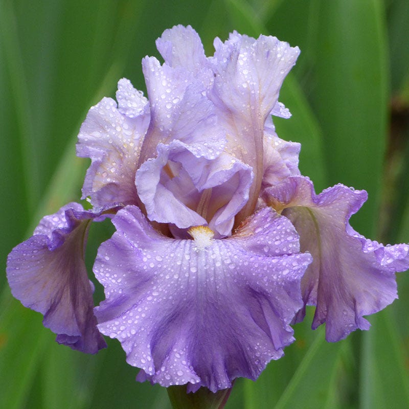 Mother Earth Reblooming Bearded Iris - Image 3