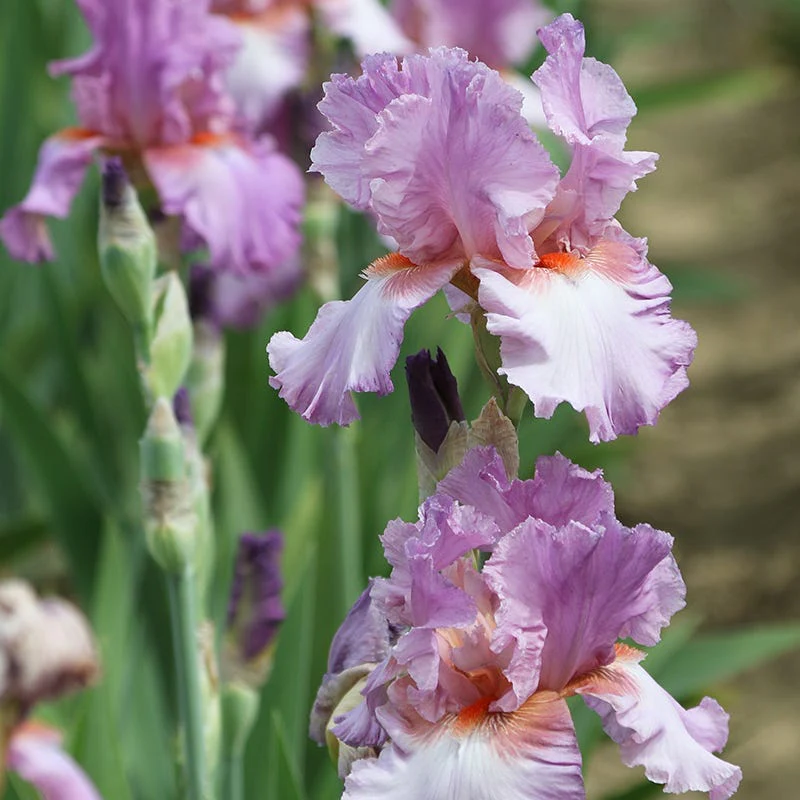 Persian Berry Reblooming Bearded Iris - Image 3