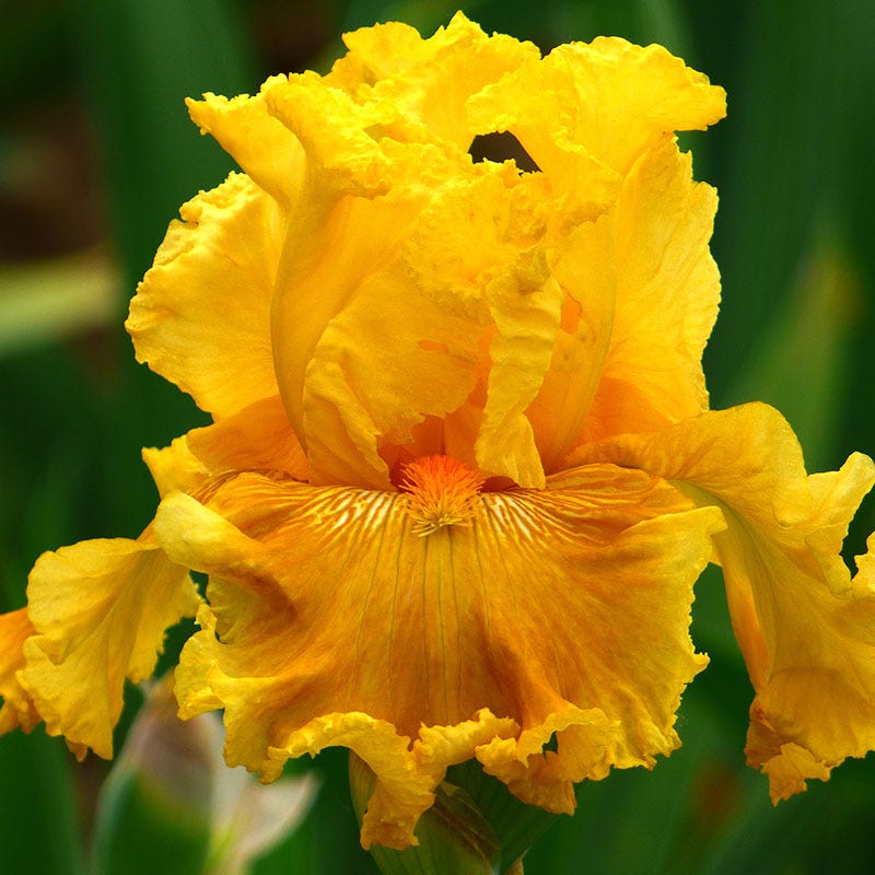 Tropical Treasures Bearded Iris Collection - Image 6