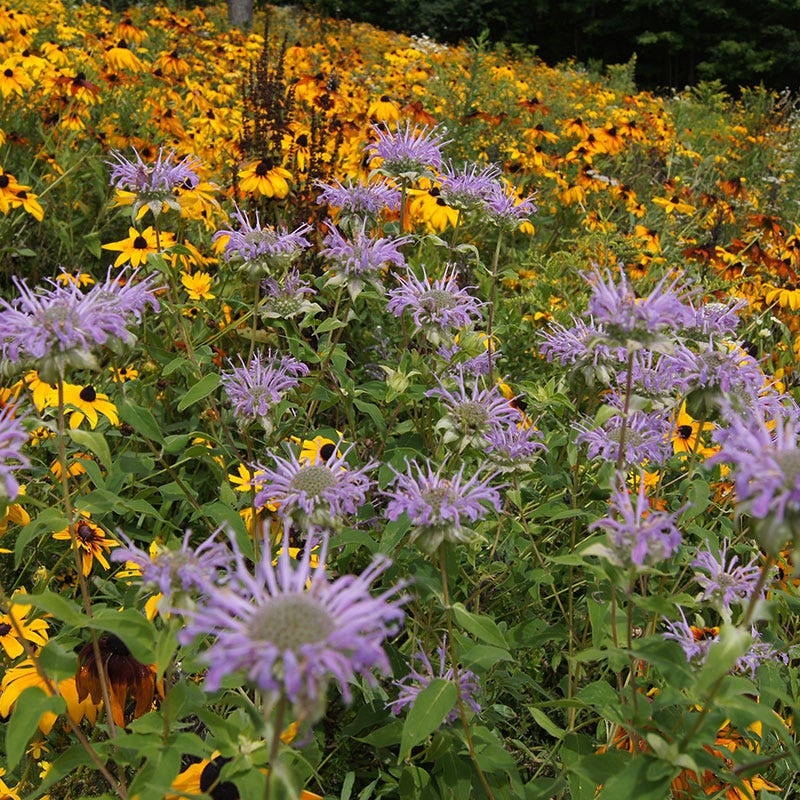 Bee Balm or Wild Bergamot Seeds - Image 2