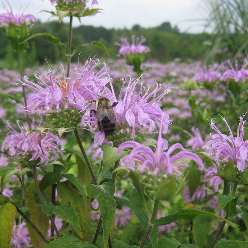 Bee Balm or Wild Bergamot Seeds - Image 3
