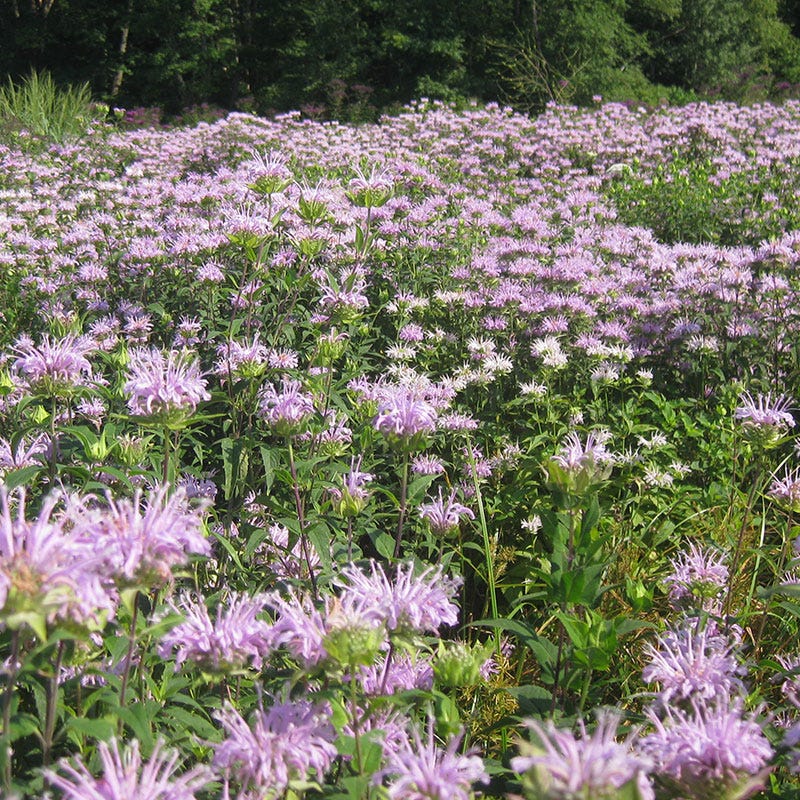 Bee Balm or Wild Bergamot Seeds - Image 4
