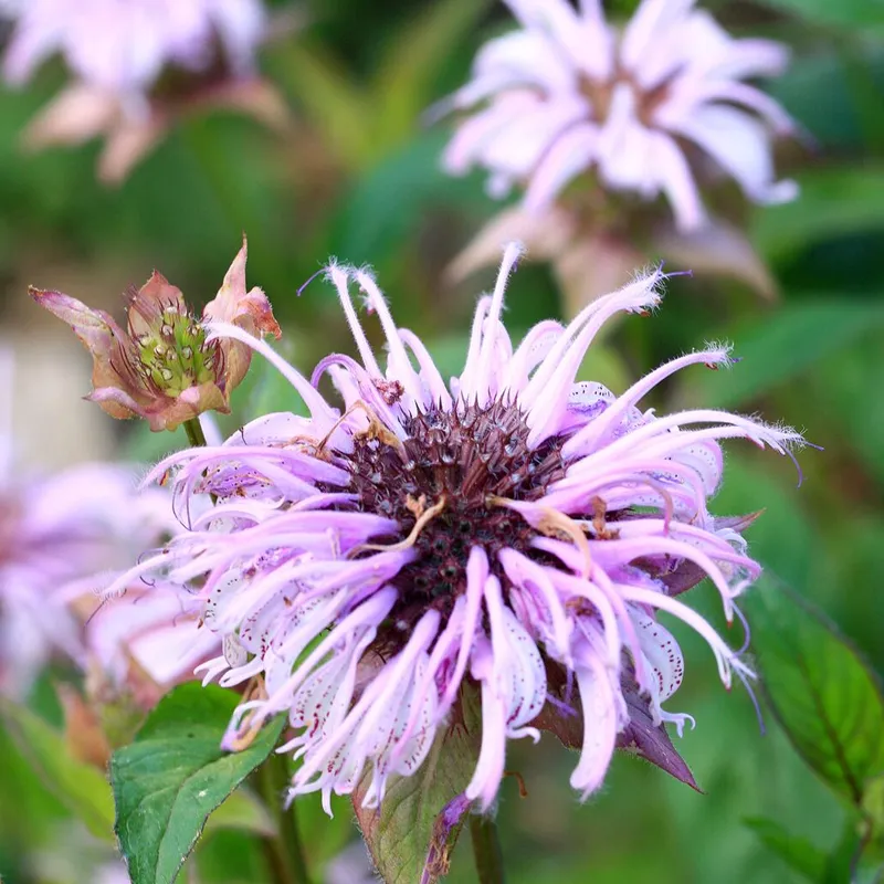 Bradbury's Bee Balm Seeds - Image 2
