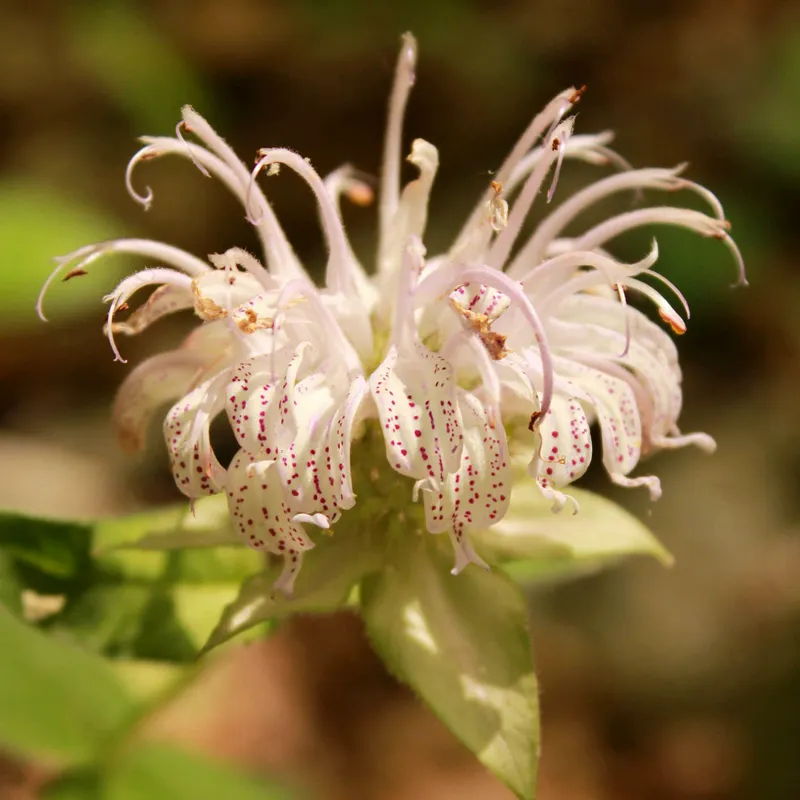 Bradbury's Bee Balm Seeds - Image 3