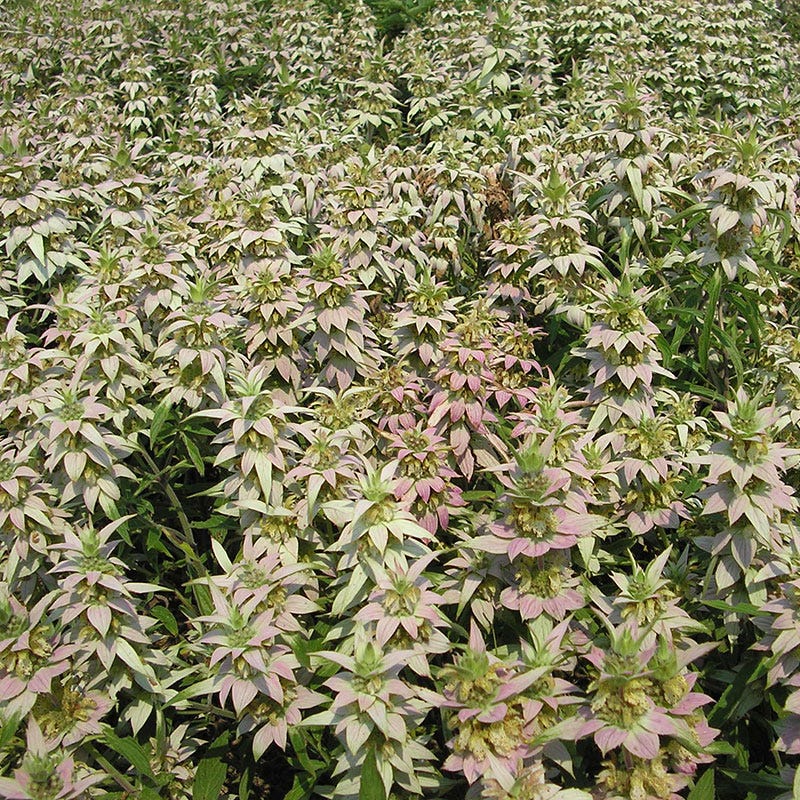 Spotted Bee Balm Seeds - Image 2