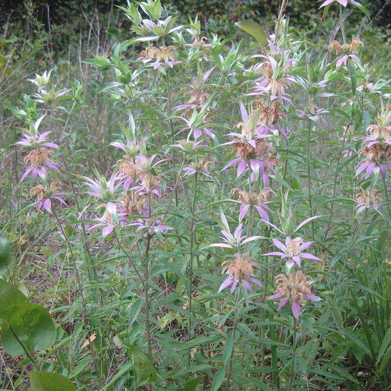 Spotted Bee Balm Seeds - Image 4