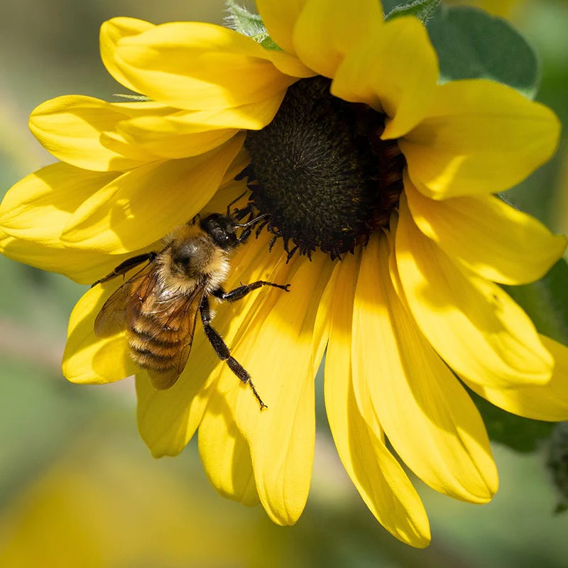 Native Bee Banquet Wildflower Seed Mix - Image 2