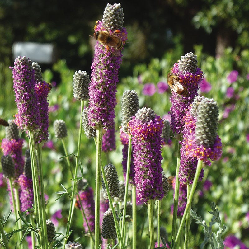 Beneficial Bug Wildflower Seed Mix - Image 3
