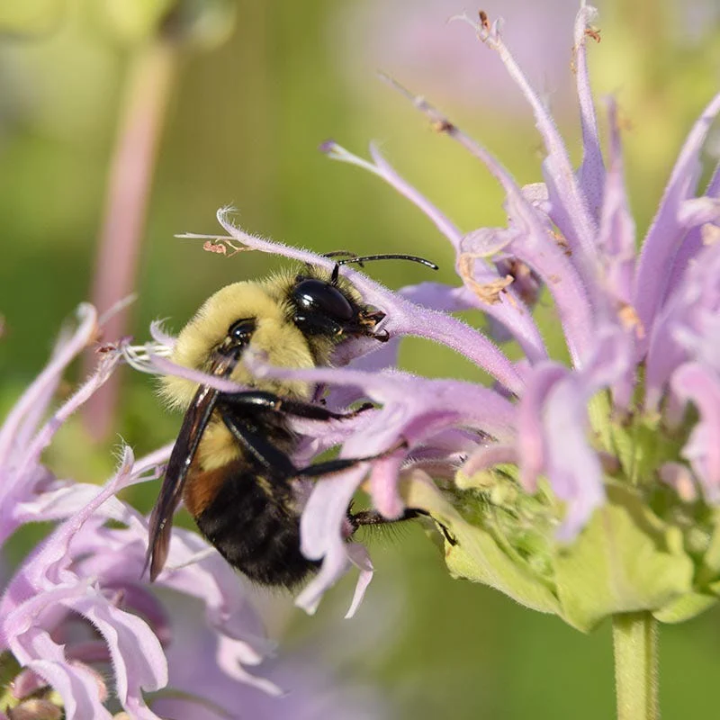 Beneficial Bug Wildflower Seed Mix - Image 7