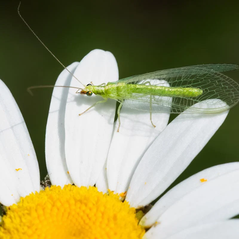 Beneficial Bug Wildflower Seed Mix - Image 8