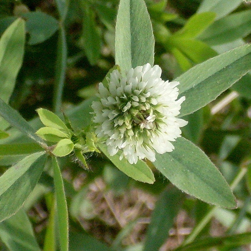 Berseem Clover Seeds - Image 3