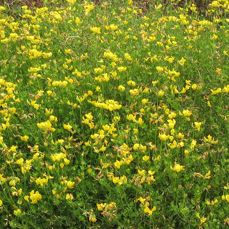 Bird's Foot Trefoil Seeds - Image 3