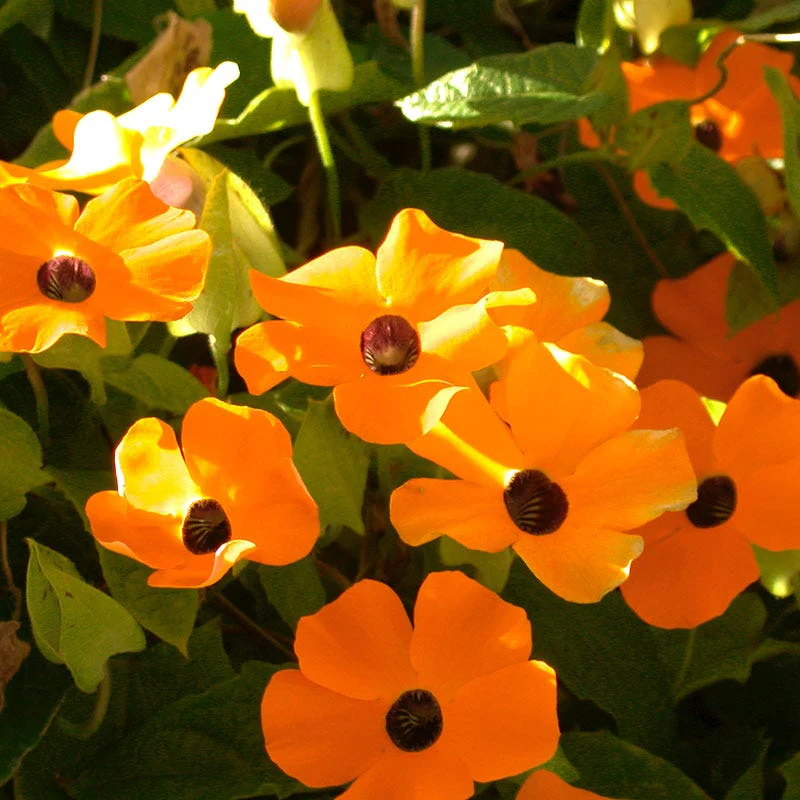 Black Eyed Susan Vine Seeds - Image 4