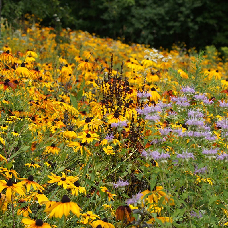 Black Eyed Susan Seeds - Image 5