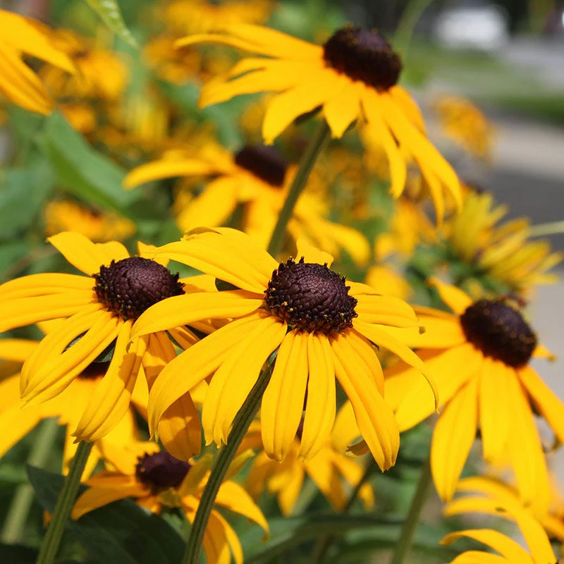 Black Eyed Susan Seeds - Image 6