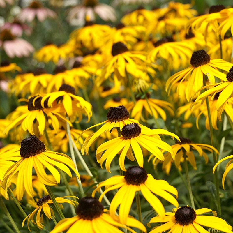 Black Eyed Susan Seeds - Image 8