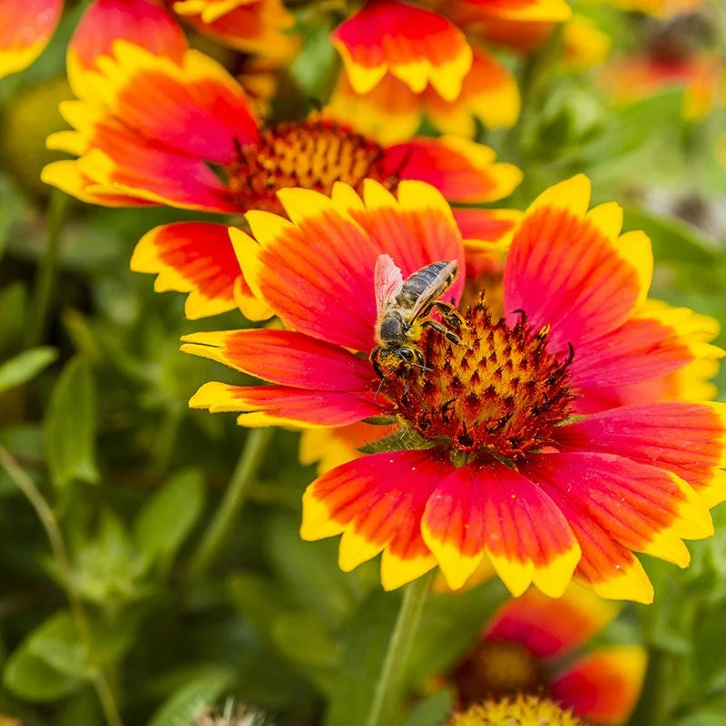 Blanket Flower Seeds - Image 2