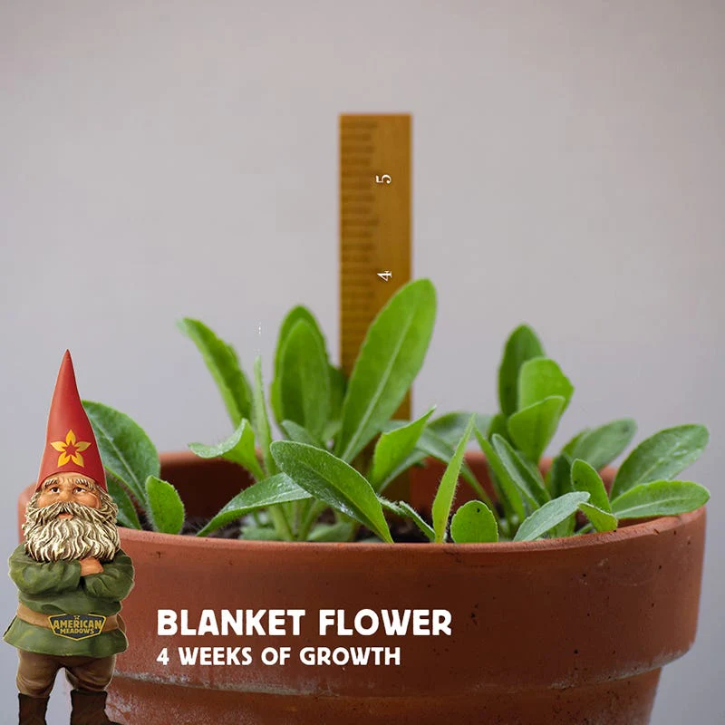 Blanket Flower Seeds - Image 5