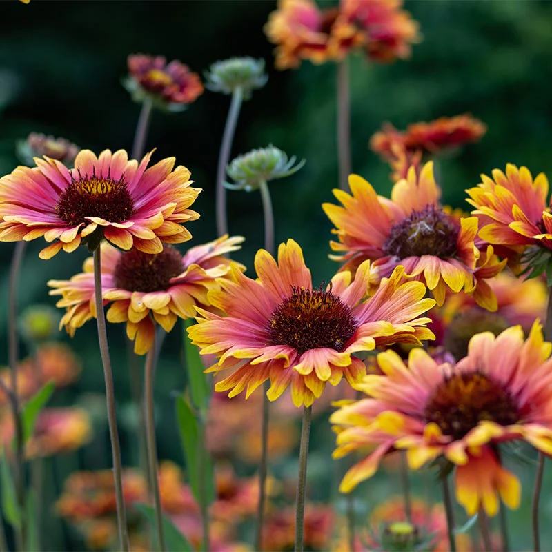 Firewheel Seeds - Image 2