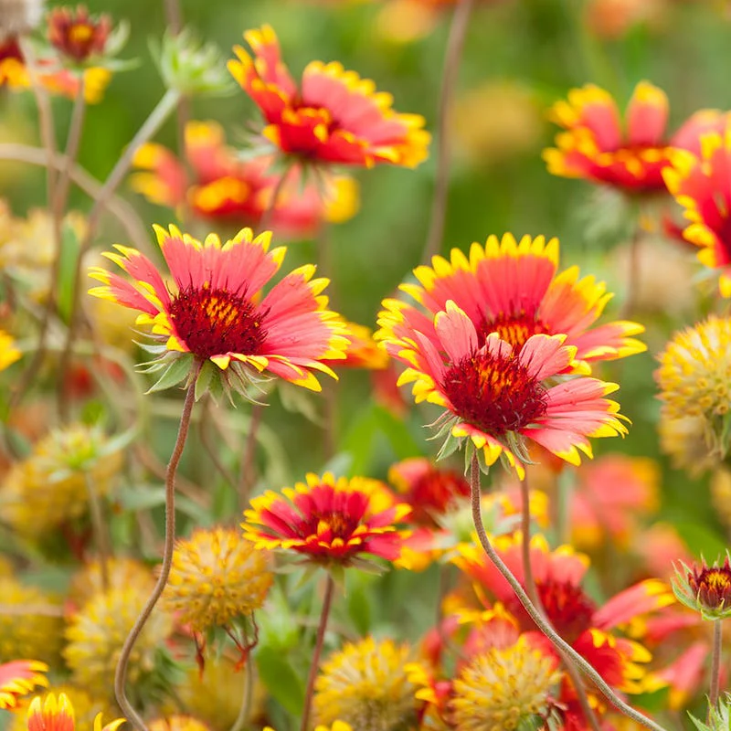 Firewheel Seeds - Image 3