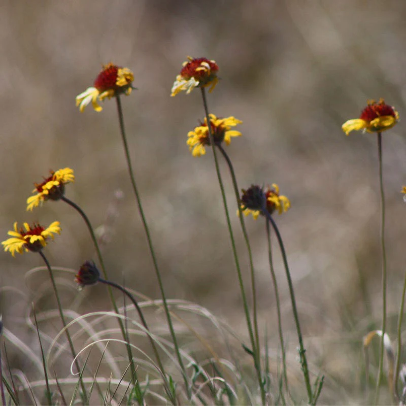 Red Dome Blanketflower Seeds - Image 2