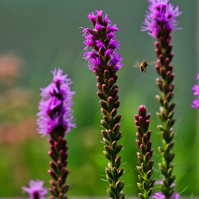Blazing Star Seeds - Image 3