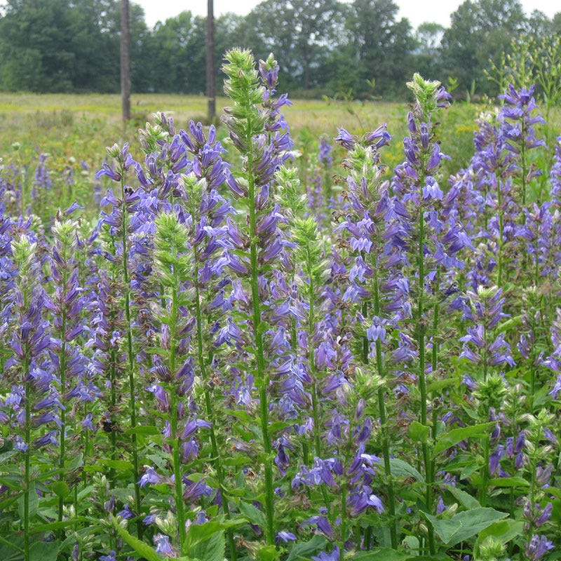 Blue Cardinal Flower Seeds - Image 2