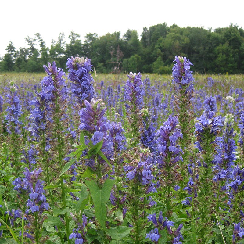Blue Cardinal Flower Seeds - Image 3
