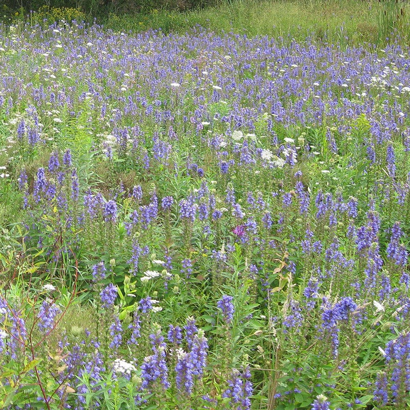 Blue Cardinal Flower Seeds - Image 4
