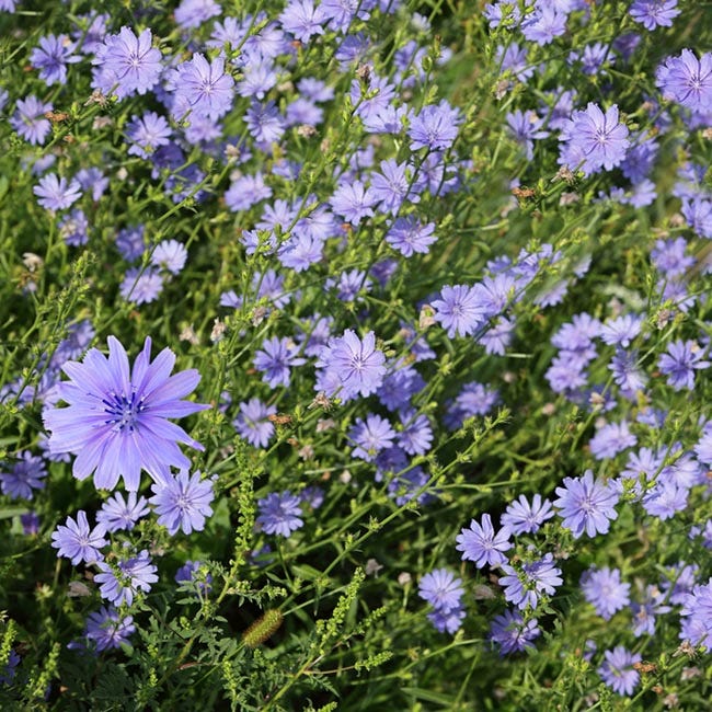 Chicory Seeds - Image 2