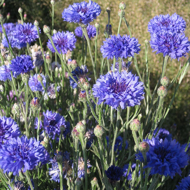 Blue Cornflower or Bachelor Button Seeds - Image 5