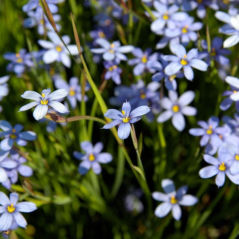 Blue Eyed Grass Seeds - Image 2