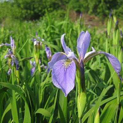 Blue Flag Iris Seeds - Image 2