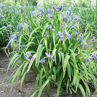 Blue Flag Iris Seeds - Image 3