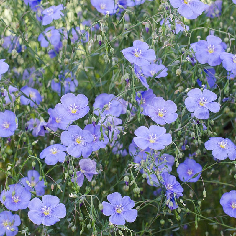Lanceleaf Coreopsis & Blue Flax Seed Combo - Image 3
