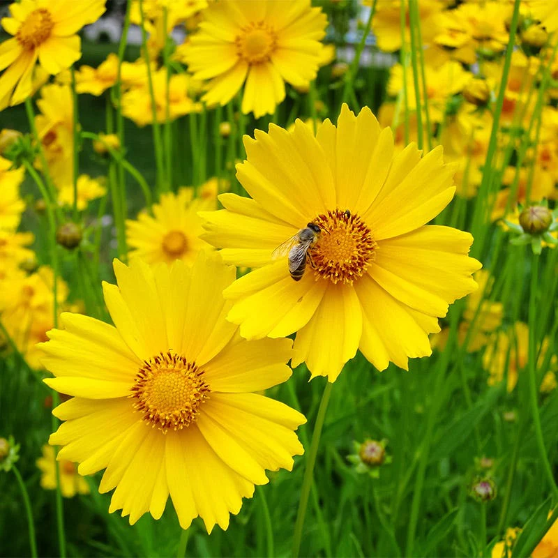 Lanceleaf Coreopsis & Blue Flax Seed Combo - Image 4