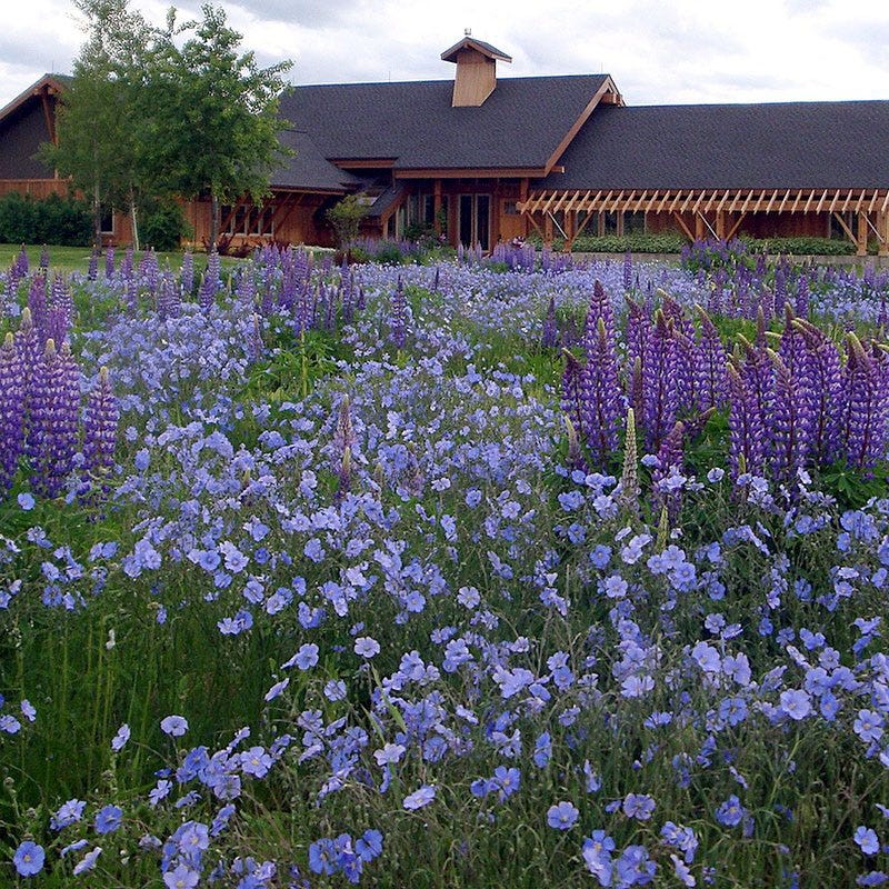 Blue Flax Seeds - Image 2