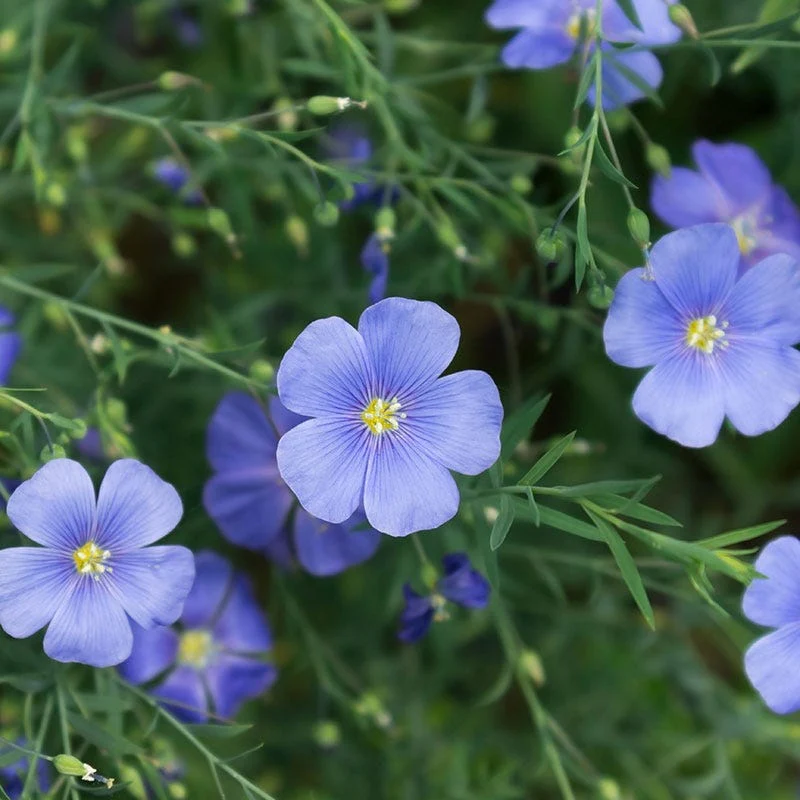 Blue Flax Seeds - Image 3