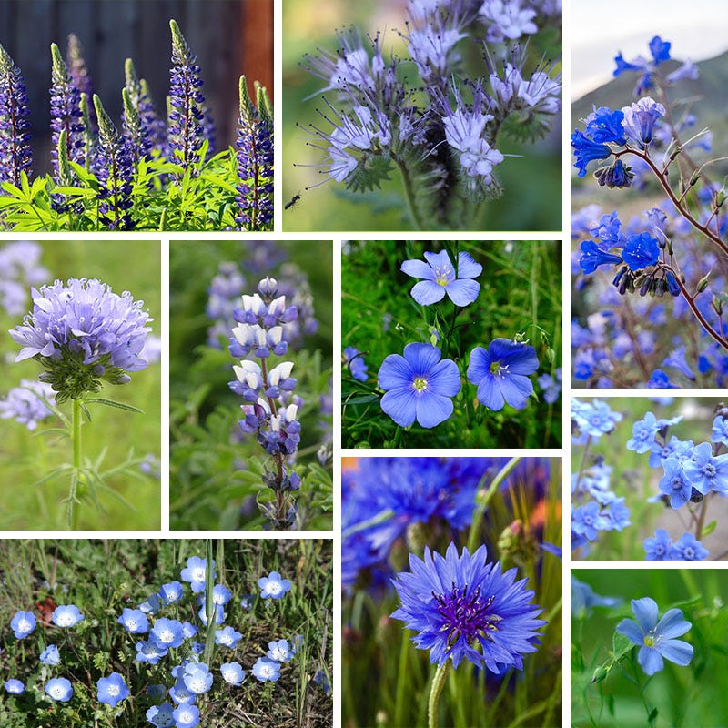 Red, White, & Blue Wildflower Seed Patchwork - Image 4