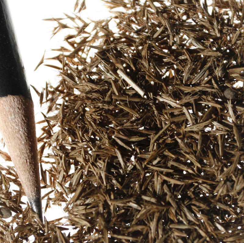 Blue Grama Grass Seeds - Image 2