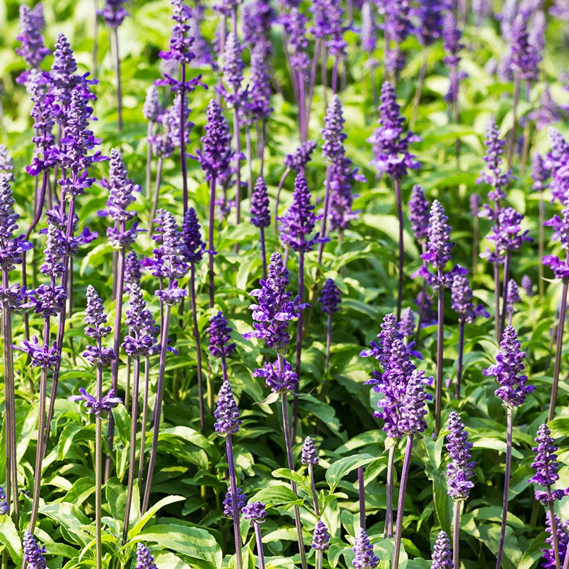 Blue Sage Seeds - Image 3