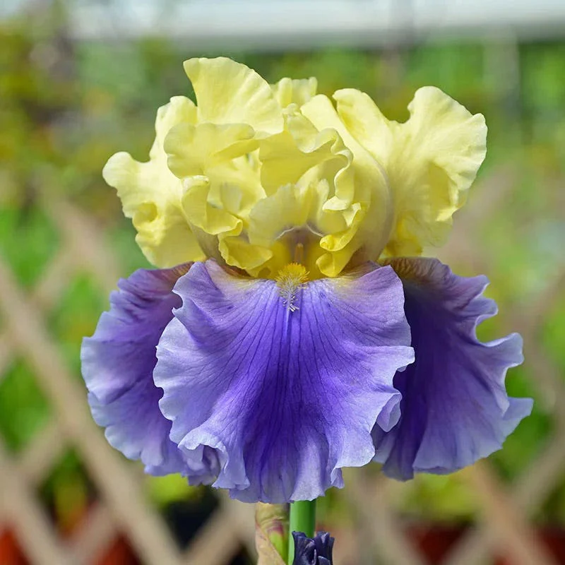 Blueberry Lemonade Bearded Iris Collection - Image 2