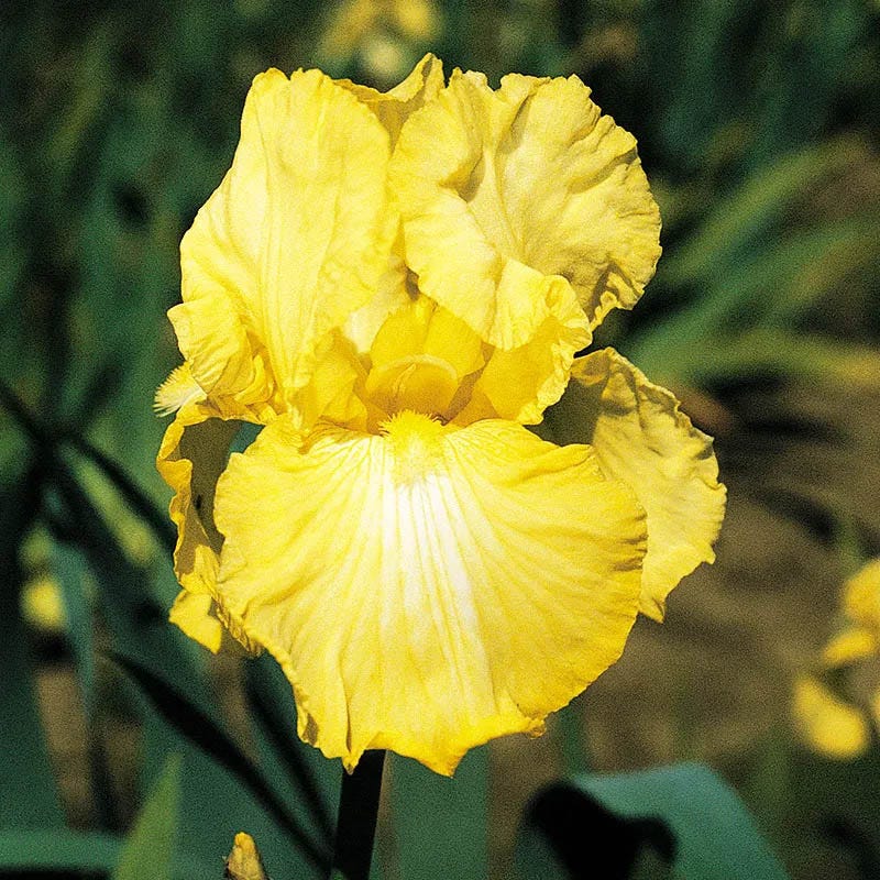 Blueberry Lemonade Bearded Iris Collection - Image 3