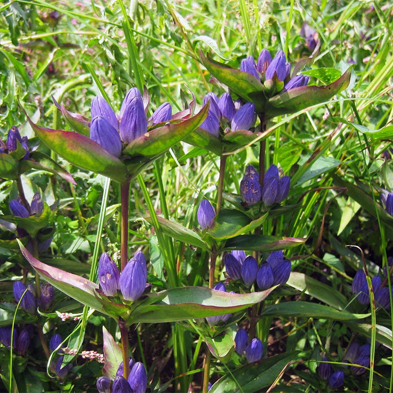 Bottle Gentian Seeds - Image 2
