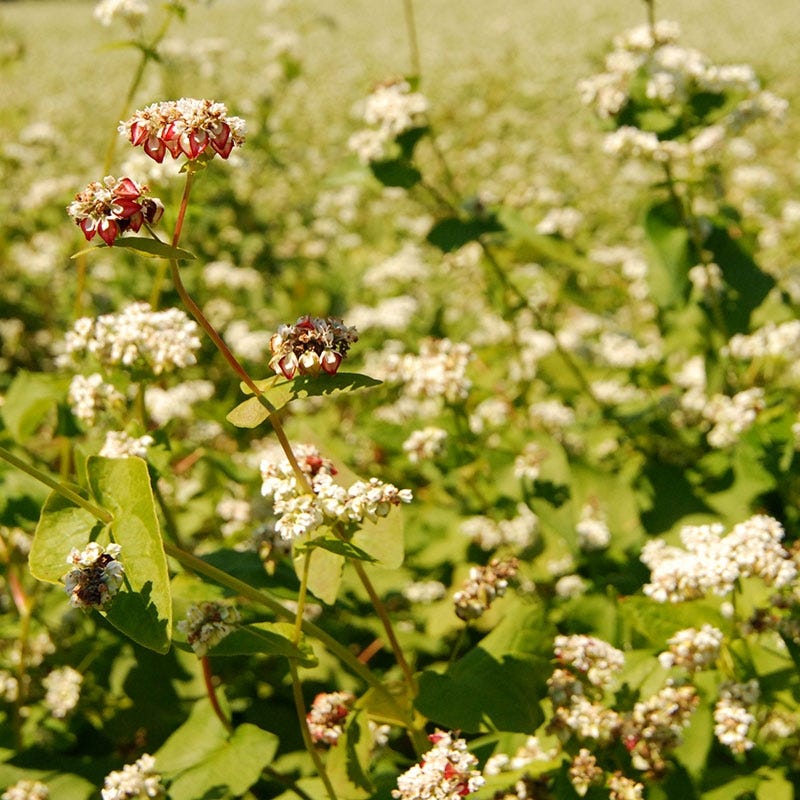 Buckwheat Seeds - Image 5