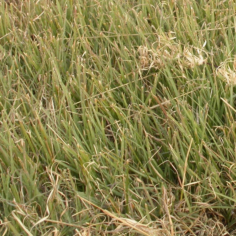 Buffalo Grass Seeds - Image 2